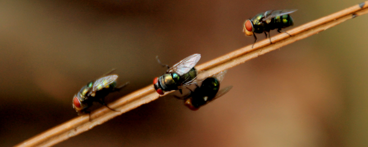 3 Ways to Deal with Pests Wherever They May Be