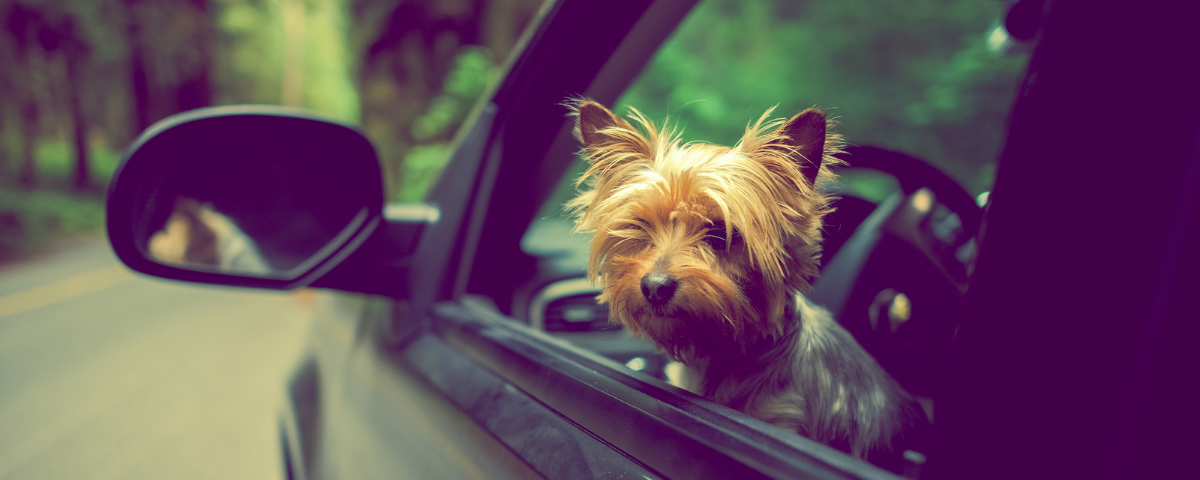 3 Tips for Traveling with a Dog