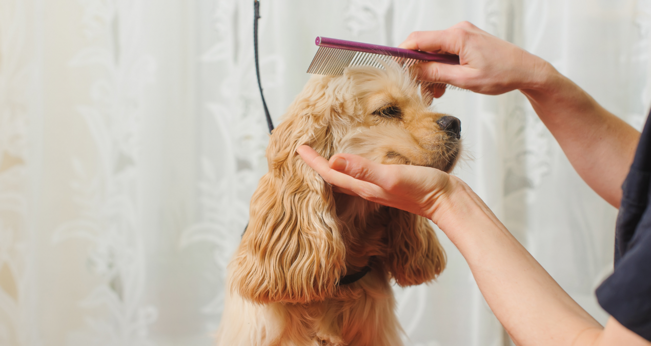 5 Grooming Solutions for Your Dog