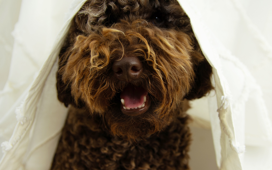 Benefits of CBD Oil for Dogs with Anxiety