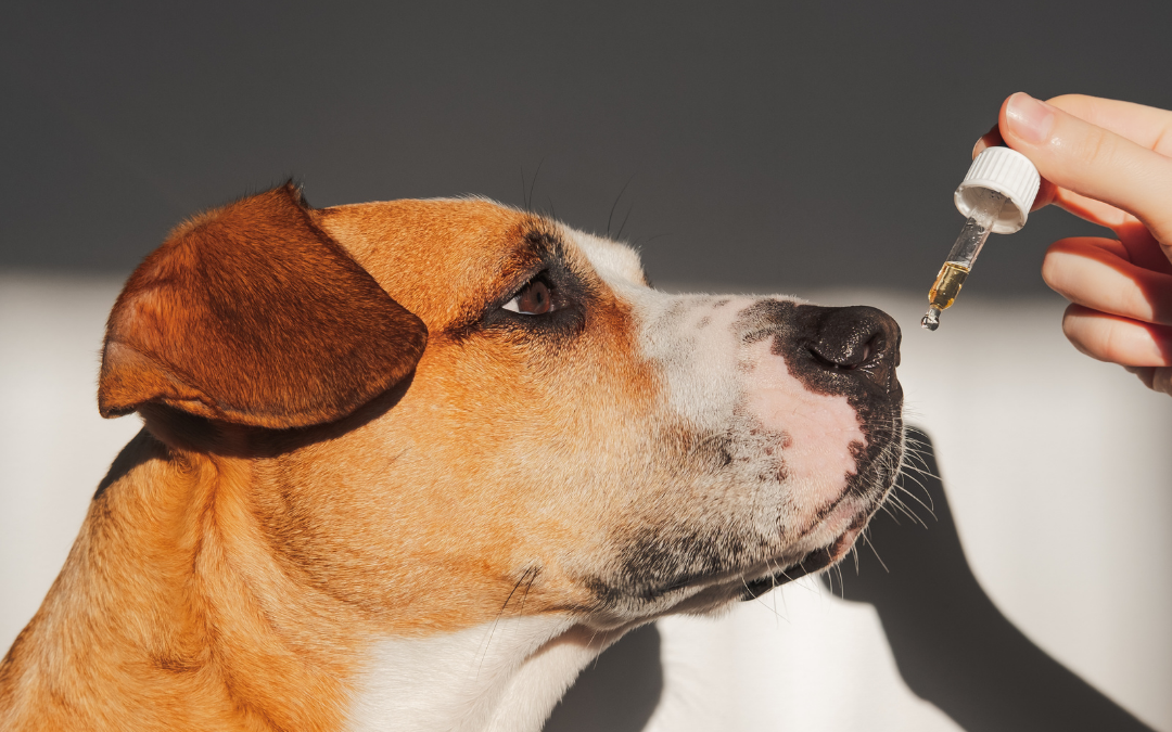 What are the Best CBD Oils for Dogs?