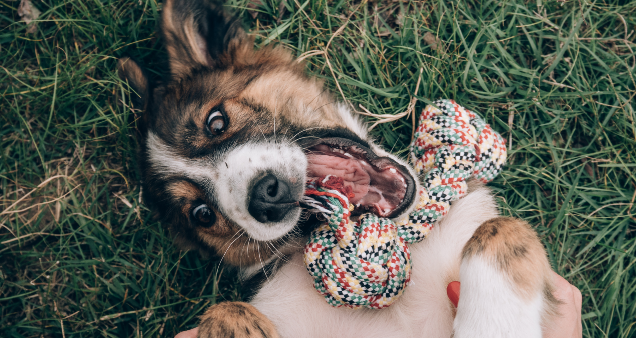 The Best Toys for Dogs