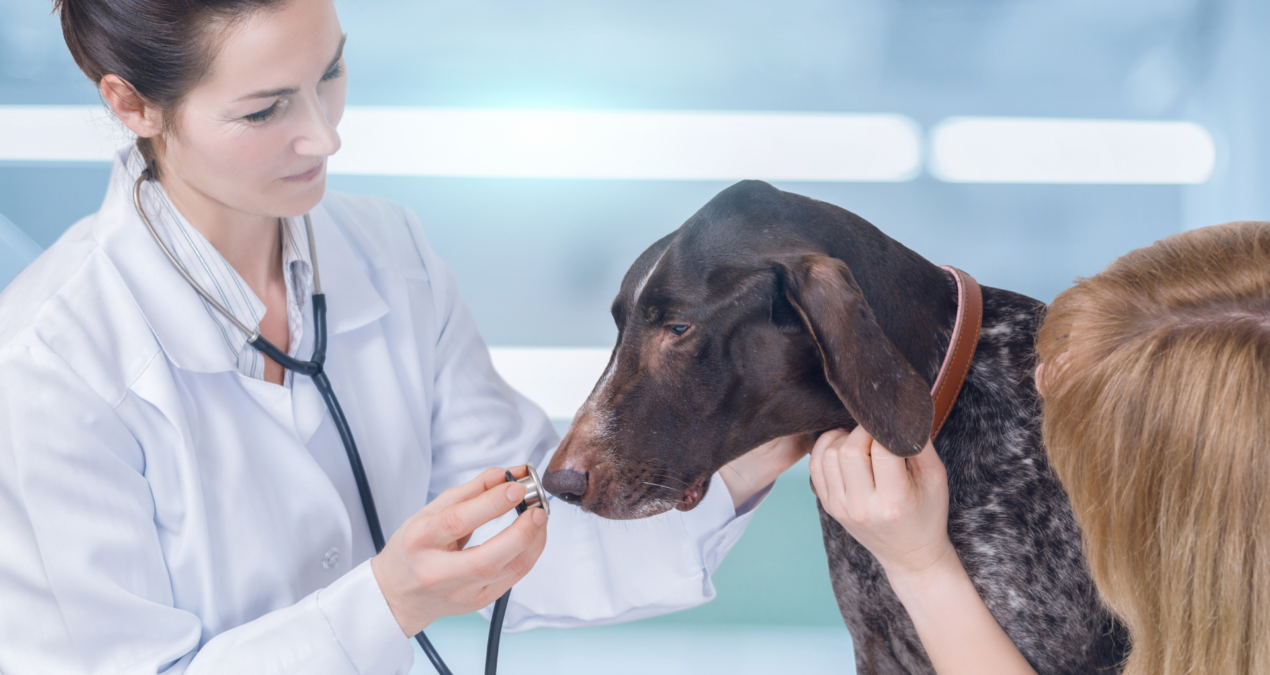 Pets: What Are The Health Risks?