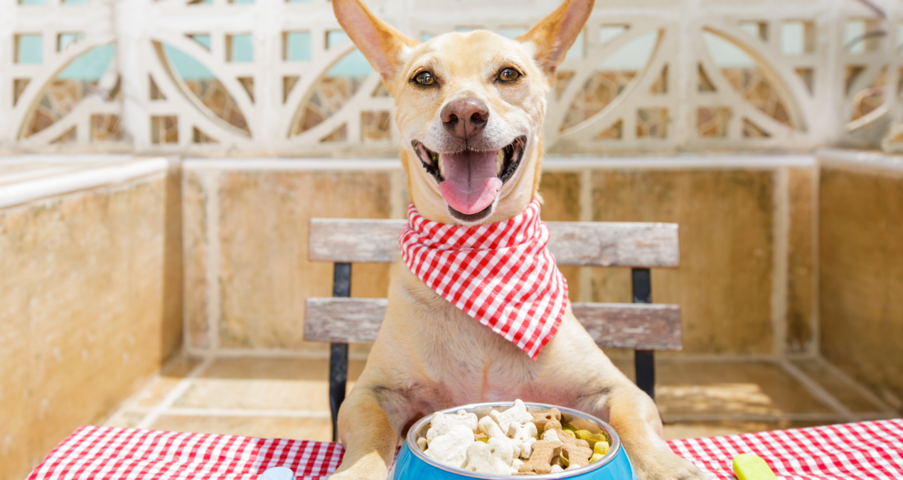 Treat Pets to the Healthiest Organic Food