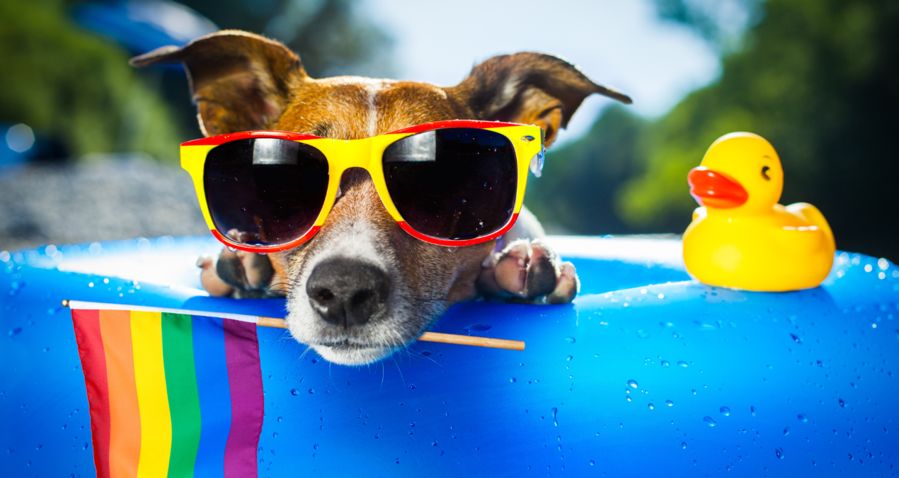 How to Keep Pets Safe During the Hot Summer Months