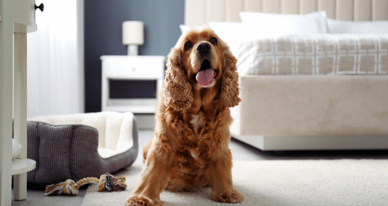 Pet-Friendly Home Decor Ideas: Stylish Solutions for You and Your Furry Friends